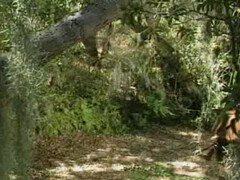 Компания светловолосых геев организовала групповуху в лесу